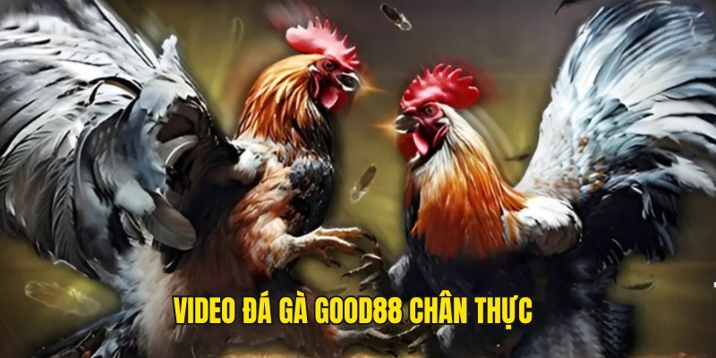 Video đá gà Good88 chất lượng, mang đến trải nghiệm sống động